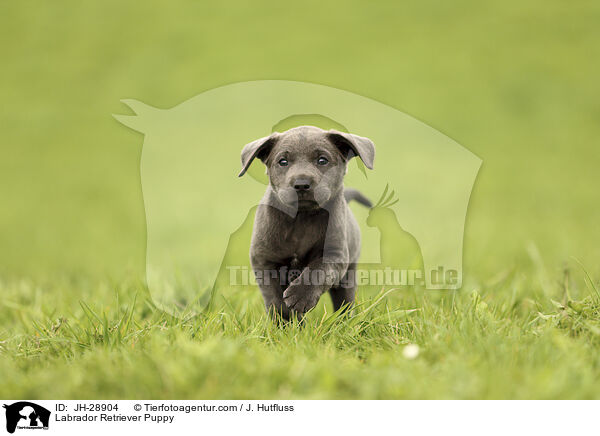 Labrador Retriever Welpe / Labrador Retriever Puppy / JH-28904