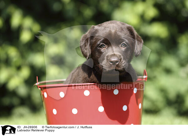 Labrador Retriever Welpe / Labrador Retriever Puppy / JH-28906