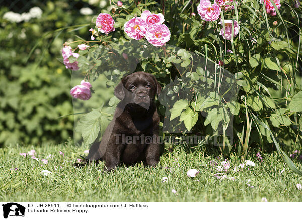 Labrador Retriever Welpe / Labrador Retriever Puppy / JH-28911