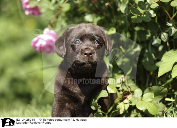 Labrador Retriever Welpe / Labrador Retriever Puppy / JH-28915