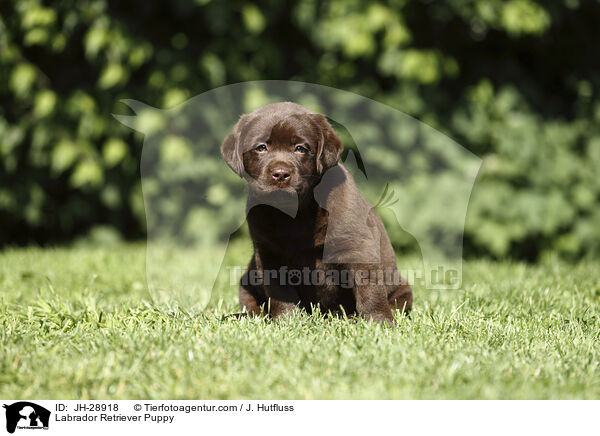 Labrador Retriever Welpe / Labrador Retriever Puppy / JH-28918