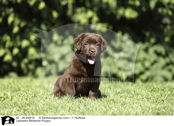 Labrador Retriever Welpe / Labrador Retriever Puppy / JH-28919