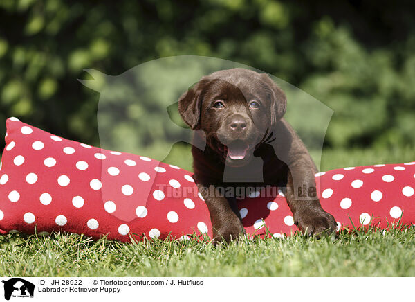 Labrador Retriever Welpe / Labrador Retriever Puppy / JH-28922