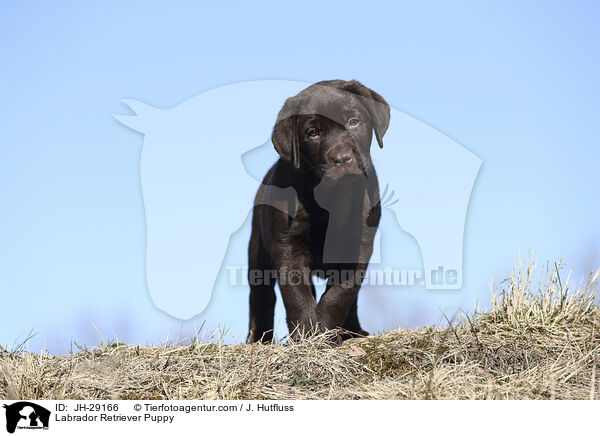 Labrador Retriever Welpe / Labrador Retriever Puppy / JH-29166