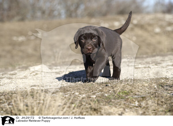 Labrador Retriever Welpe / Labrador Retriever Puppy / JH-29172