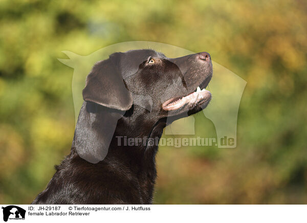 Labrador Retriever Hndin / female Labrador Retriever / JH-29187