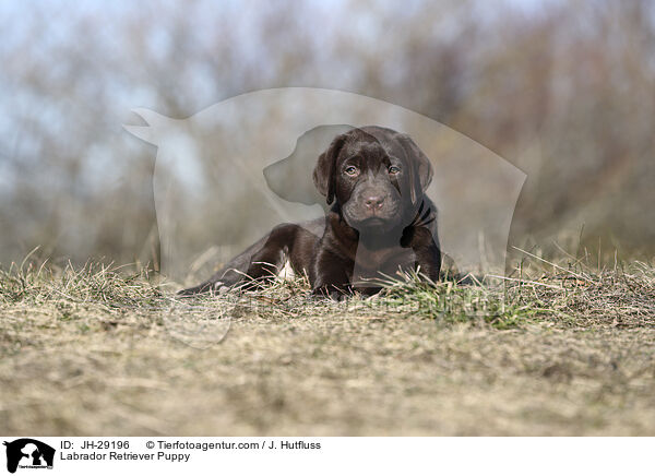 Labrador Retriever Welpe / Labrador Retriever Puppy / JH-29196