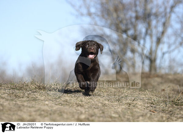 Labrador Retriever Welpe / Labrador Retriever Puppy / JH-29201