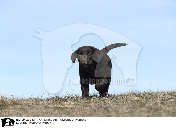 Labrador Retriever Welpe / Labrador Retriever Puppy / JH-29213