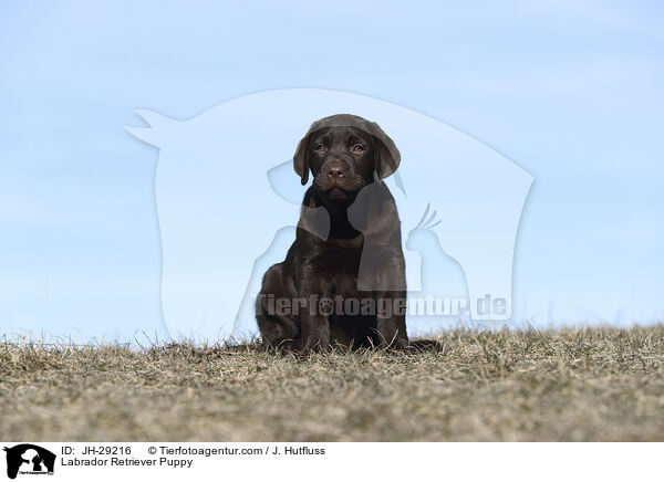 Labrador Retriever Welpe / Labrador Retriever Puppy / JH-29216