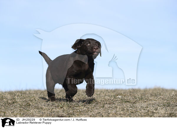 Labrador Retriever Welpe / Labrador Retriever Puppy / JH-29229