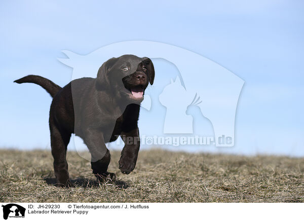 Labrador Retriever Welpe / Labrador Retriever Puppy / JH-29230