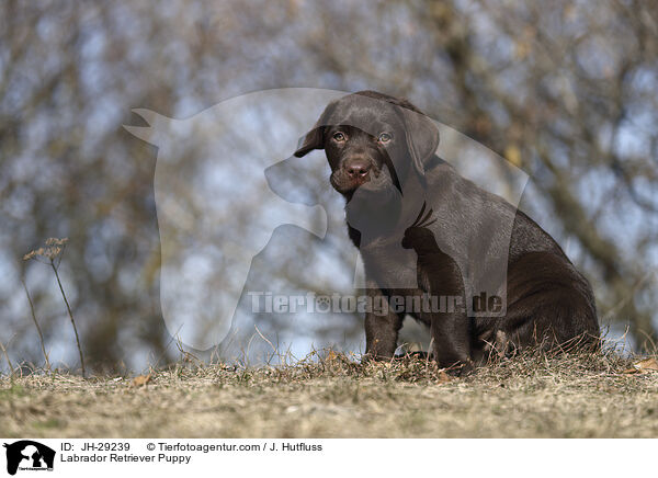 Labrador Retriever Welpe / Labrador Retriever Puppy / JH-29239