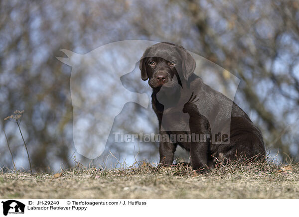 Labrador Retriever Welpe / Labrador Retriever Puppy / JH-29240