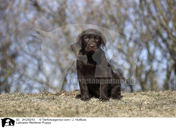 Labrador Retriever Welpe / Labrador Retriever Puppy / JH-29243