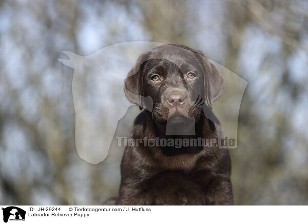 Labrador Retriever Welpe / Labrador Retriever Puppy / JH-29244