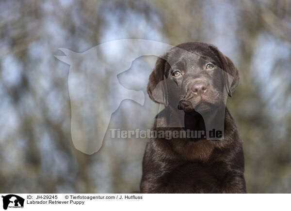 Labrador Retriever Welpe / Labrador Retriever Puppy / JH-29245