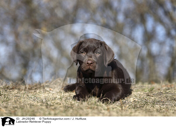 Labrador Retriever Welpe / Labrador Retriever Puppy / JH-29246