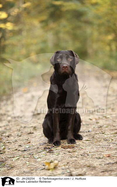 Labrador Retriever Hndin / female Labrador Retriever / JH-29254