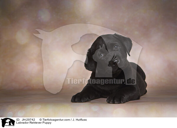 Labrador Retriever Welpe / Labrador Retriever Puppy / JH-29742