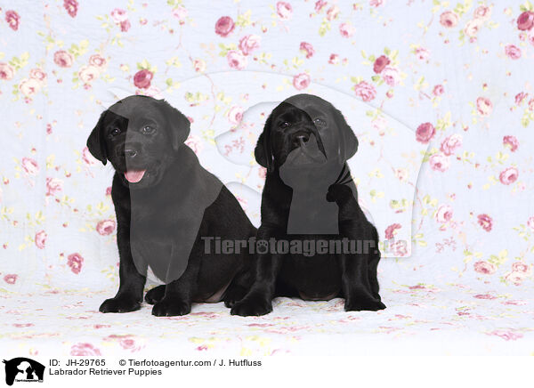 Labrador Retriever Welpen / Labrador Retriever Puppies / JH-29765