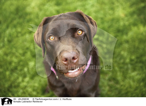 Labrador Retriever Hndin / female Labrador Retriever / JH-29836