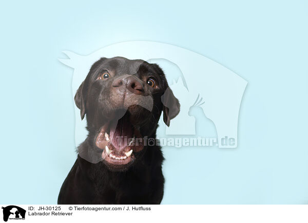 Labrador Retriever / Labrador Retriever / JH-30125