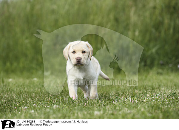 Labrador Retriever Welpe / Labrador Retriever Puppy / JH-30288