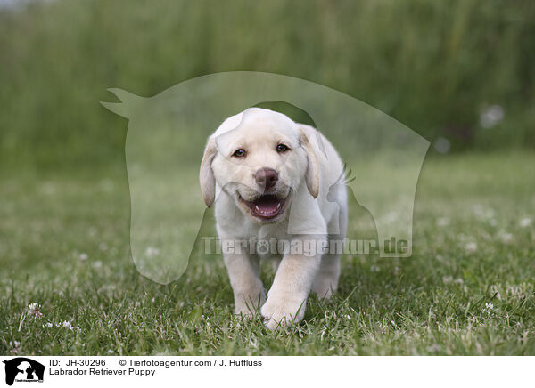 Labrador Retriever Welpe / Labrador Retriever Puppy / JH-30296