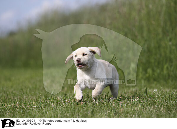 Labrador Retriever Welpe / Labrador Retriever Puppy / JH-30301