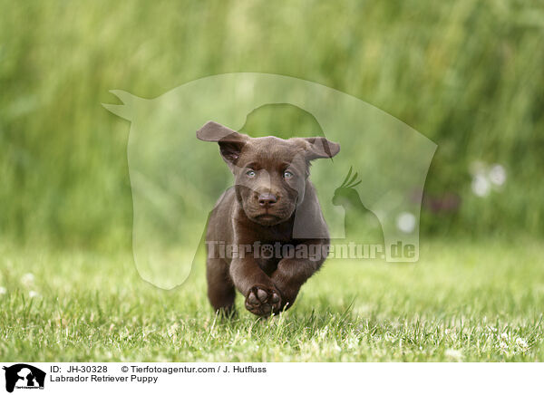 Labrador Retriever Welpe / Labrador Retriever Puppy / JH-30328