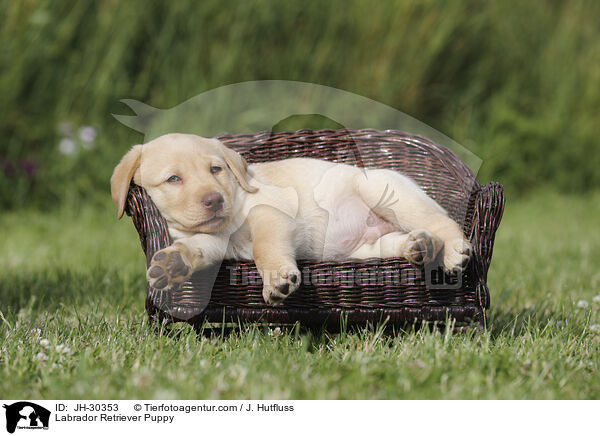 Labrador Retriever Welpe / Labrador Retriever Puppy / JH-30353