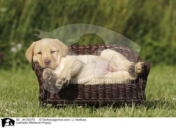 Labrador Retriever Welpe / Labrador Retriever Puppy / JH-30370