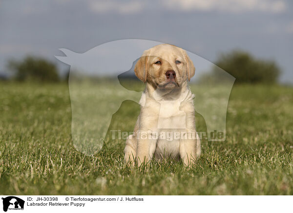 Labrador Retriever Welpe / Labrador Retriever Puppy / JH-30398