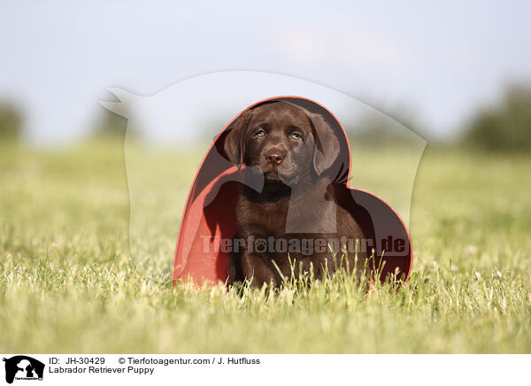 Labrador Retriever Welpe / Labrador Retriever Puppy / JH-30429