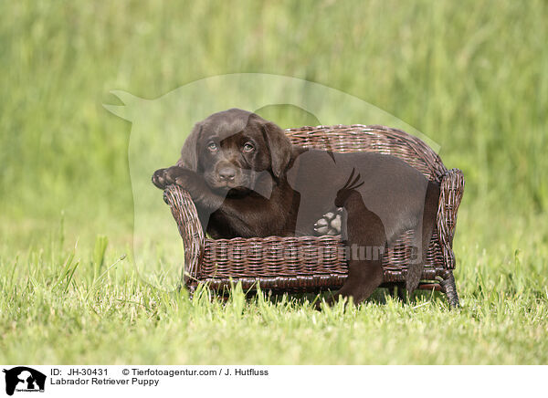 Labrador Retriever Welpe / Labrador Retriever Puppy / JH-30431