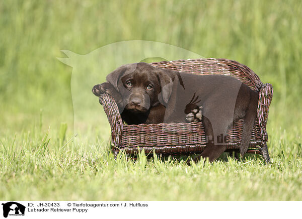 Labrador Retriever Welpe / Labrador Retriever Puppy / JH-30433