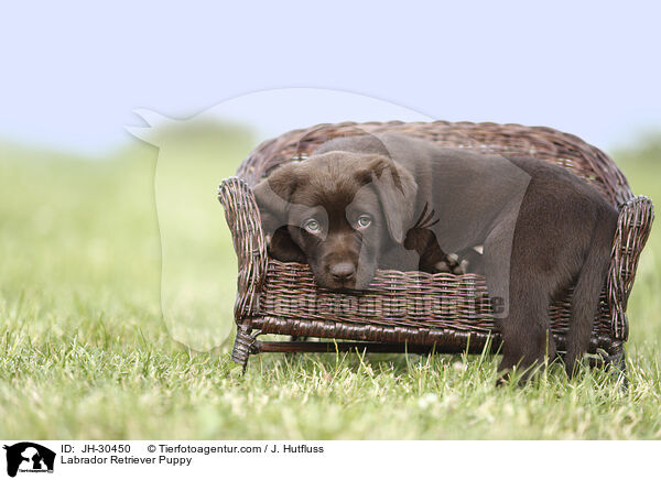 Labrador Retriever Welpe / Labrador Retriever Puppy / JH-30450