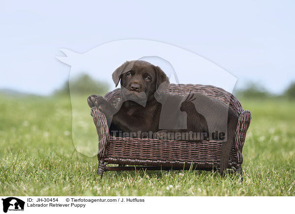 Labrador Retriever Welpe / Labrador Retriever Puppy / JH-30454