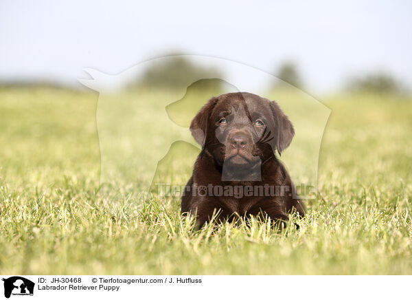 Labrador Retriever Welpe / Labrador Retriever Puppy / JH-30468