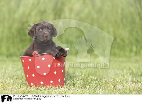 Labrador Retriever Welpe / Labrador Retriever Puppy / JH-30473