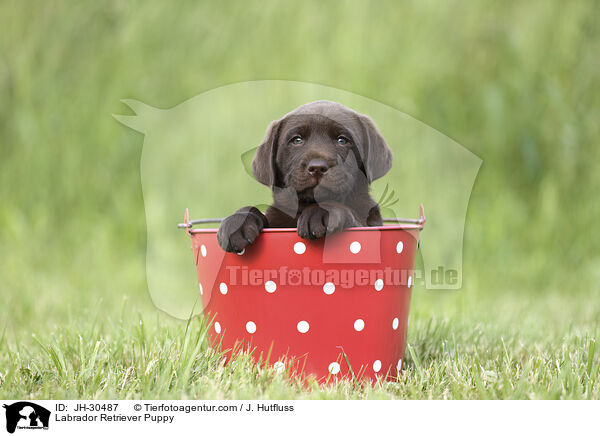 Labrador Retriever Welpe / Labrador Retriever Puppy / JH-30487