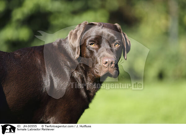 Labrador Retriever Hndin / female Labrador Retriever / JH-30555