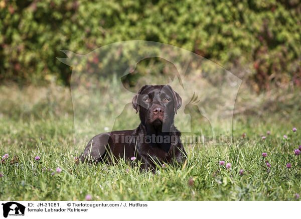 Labrador Retriever Hndin / female Labrador Retriever / JH-31081