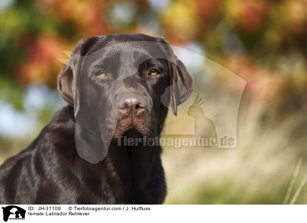 Labrador Retriever Hndin / female Labrador Retriever / JH-31109