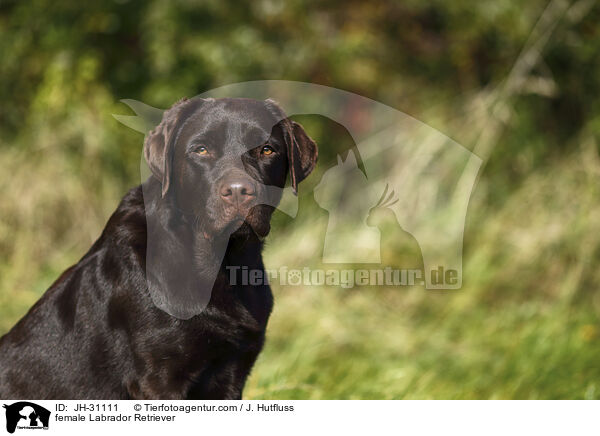 Labrador Retriever Hndin / female Labrador Retriever / JH-31111