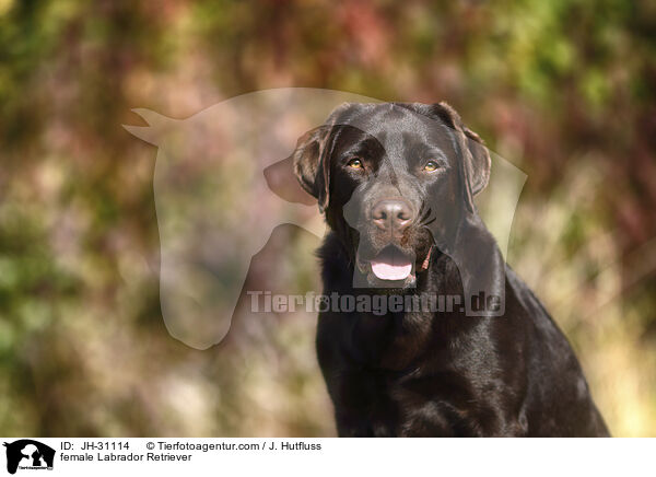 Labrador Retriever Hndin / female Labrador Retriever / JH-31114