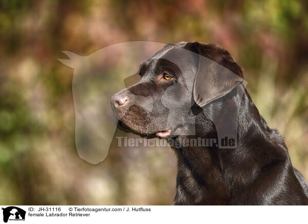 Labrador Retriever Hndin / female Labrador Retriever / JH-31116