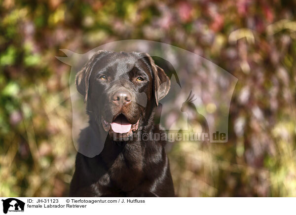 Labrador Retriever Hndin / female Labrador Retriever / JH-31123