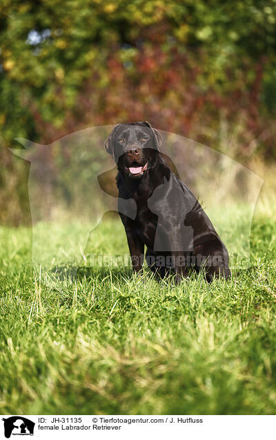 Labrador Retriever Hndin / female Labrador Retriever / JH-31135